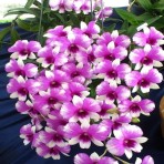 Dendrobium Compactum Hybrid Flowering Size